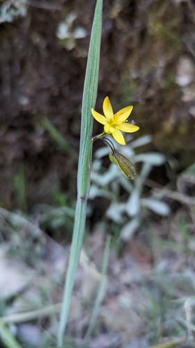 Sisyrinchium image