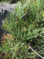 Crithmum maritimum