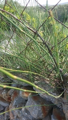 Ephedra foeminea