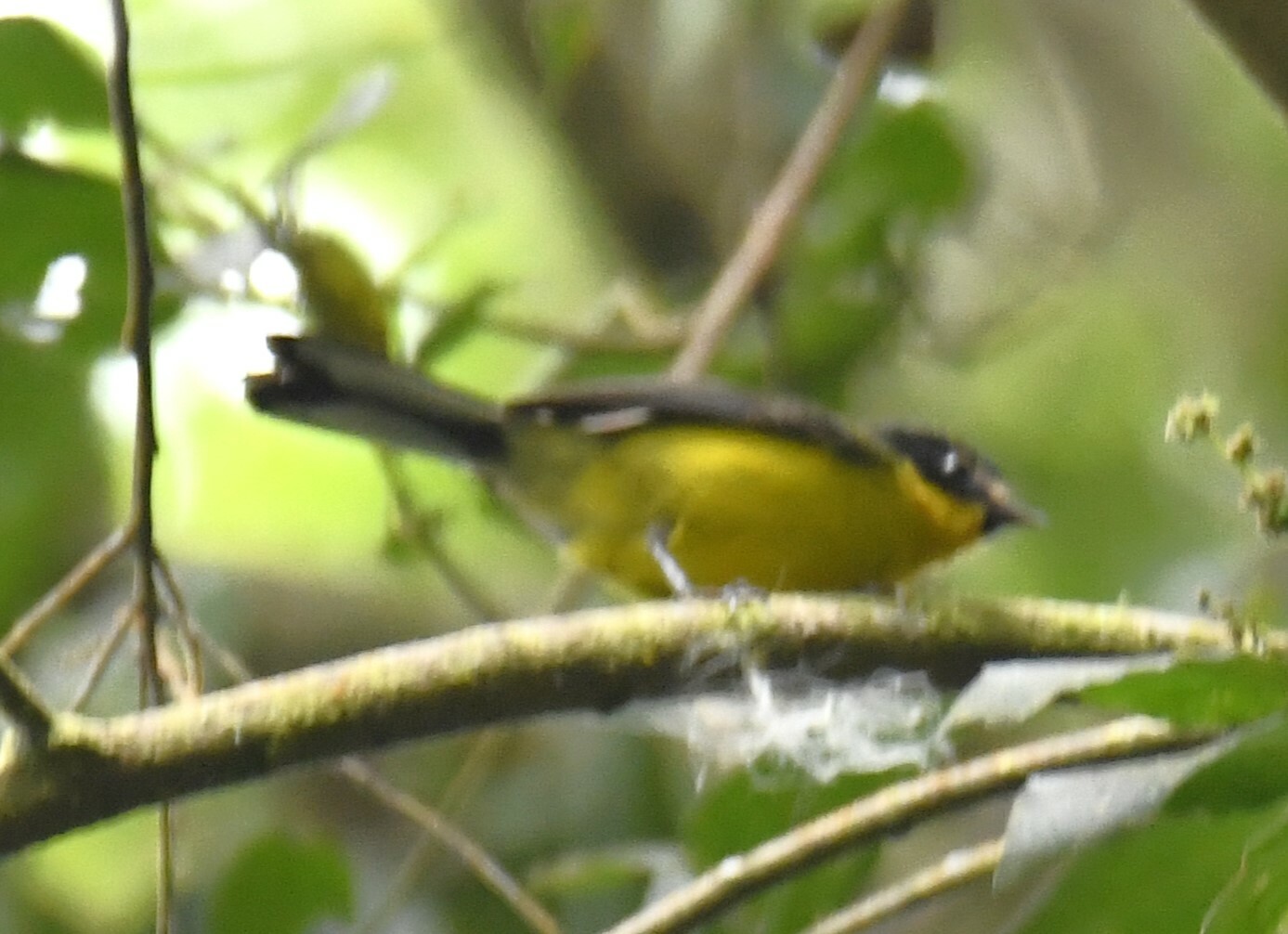 Yellow-crowned Whitestart (Myioborus flavivertex), photo 8