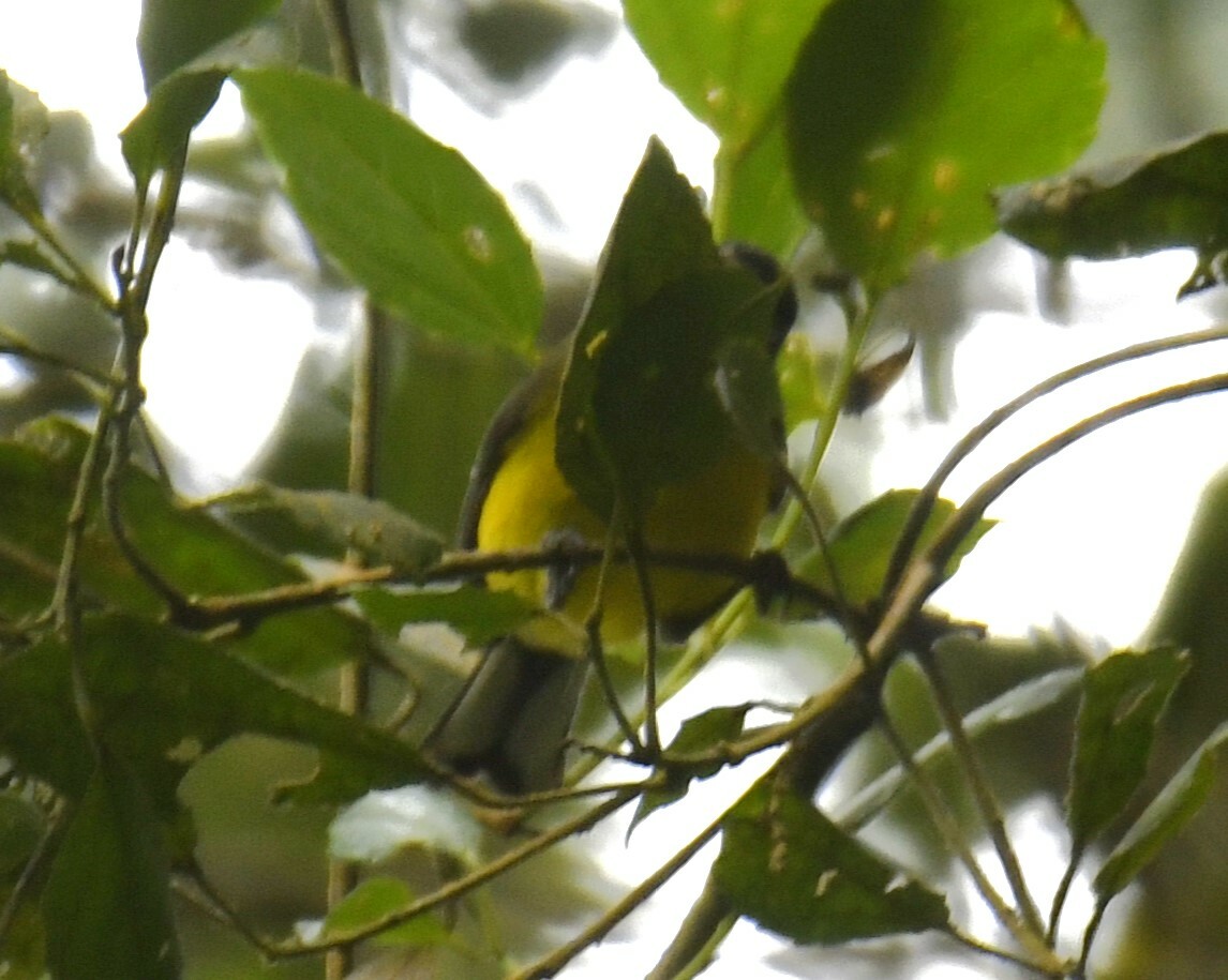 Yellow-crowned Whitestart (Myioborus flavivertex), photo 9