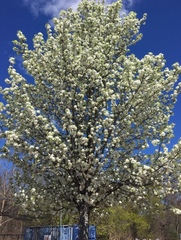 Pyrus calleryana
