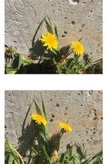 Taraxacum