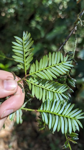 Pectinopitys standleyi (Pectinopitys standleyi)