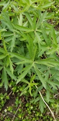 Anemone cylindrica