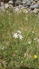 Ornithogalum narbonense