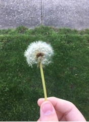 Taraxacum