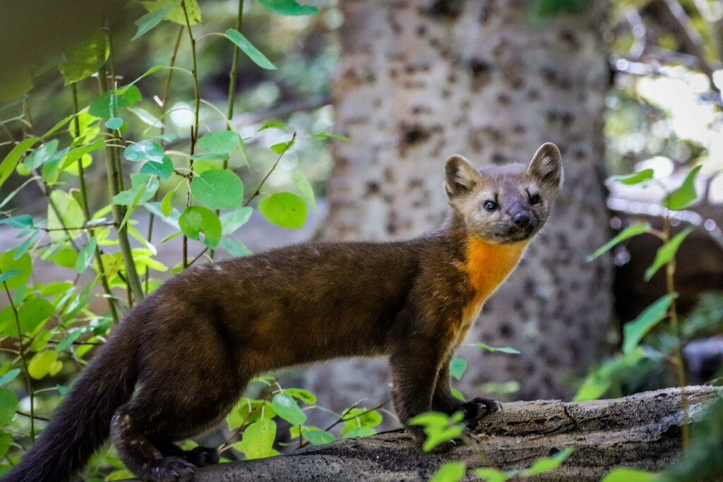 Pacific Marten from Summit County, CO, USA on September 25, 2022 at 12: ...