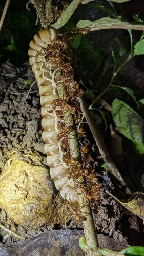 Poneracantha bispinosaPoneracantha bispinosa