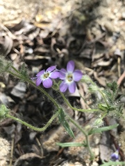 Allophyllum gilioides
