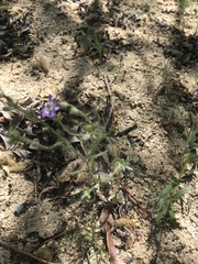 Allophyllum gilioides