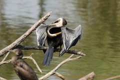 Anhinga melanogaster