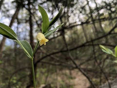 Uvularia puberula