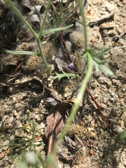 Allophyllum gilioides