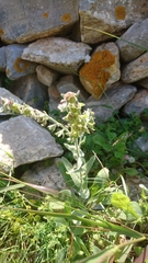 Cynoglossum columnae