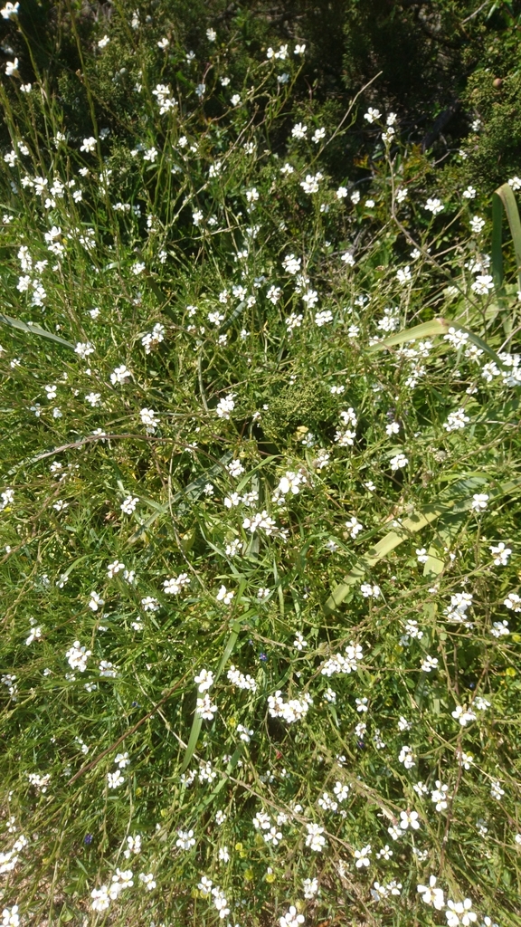 Didesmus