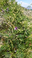 Vicia peregrina