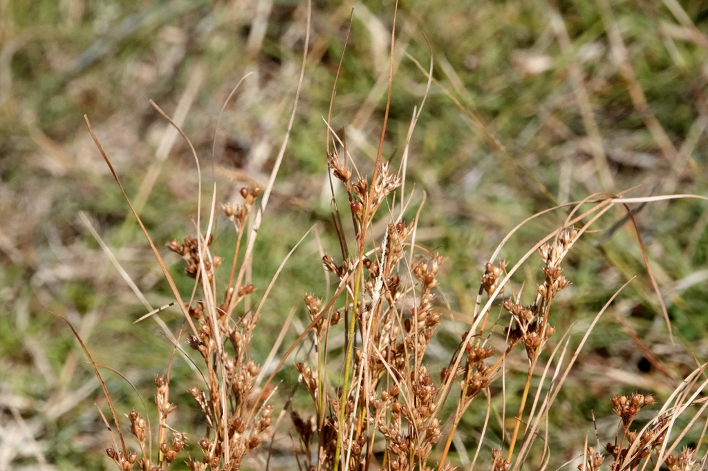 Slender Path Rush from Glentanner 7999, New Zealand on February 16 ...