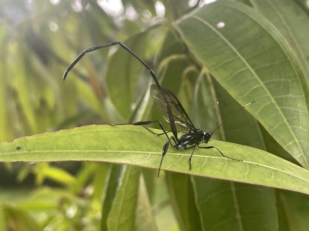 American Pelecinid Wasp from Minitas, Manizales, Caldas, CO on March 13 ...