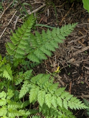 Corydalis cheilanthifolia
