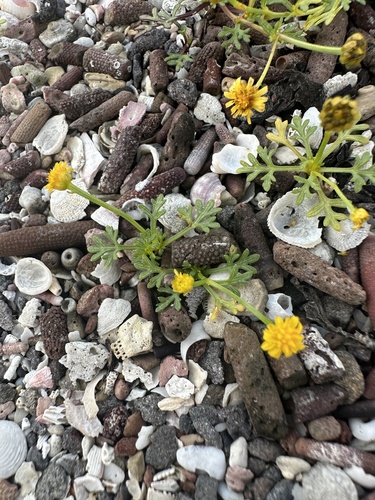 Chrysanthellum pusillum observed 2024-03-13