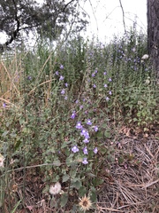 Sairocarpus nuttallianus