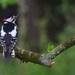 Central Great Spotted Woodpecker - Photo (c) David Renoult, some rights reserved (CC BY-NC), uploaded by David Renoult