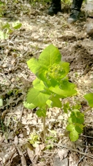 Smyrnium perfoliatum