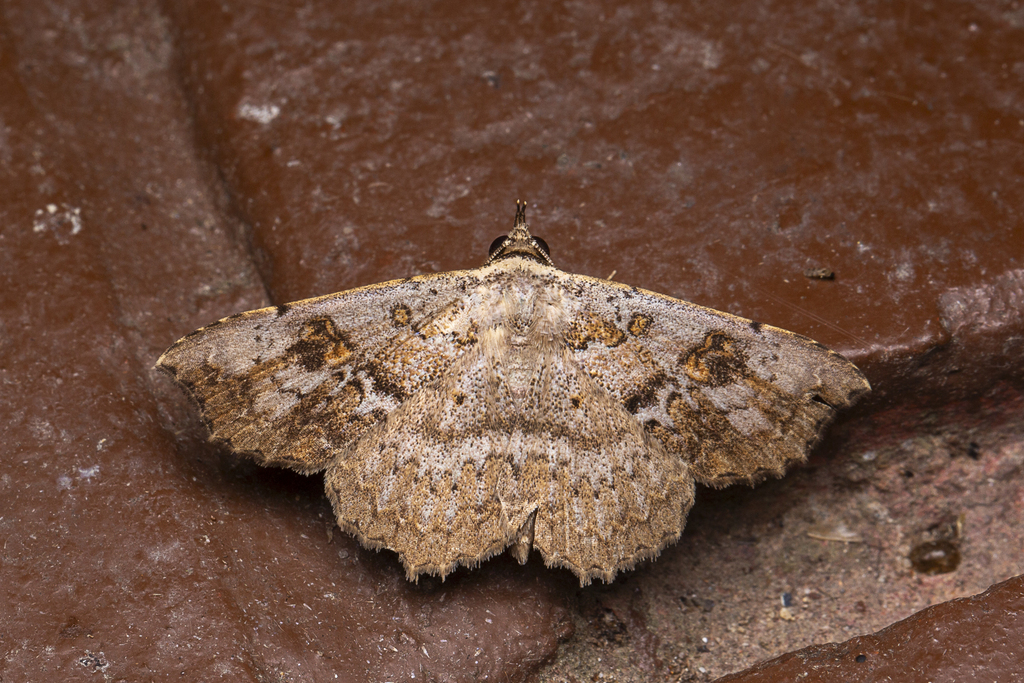 Paracolax grisescens