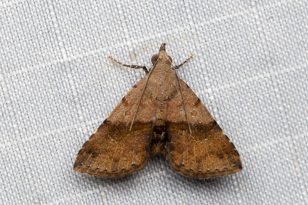 Rhesalides from MCM Nature Discovery Villa (Stephen's Place), Fraser's