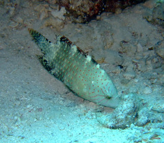 Cheilinus abudjubbe