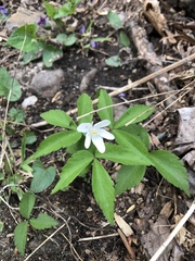 Anemonoides lancifolia