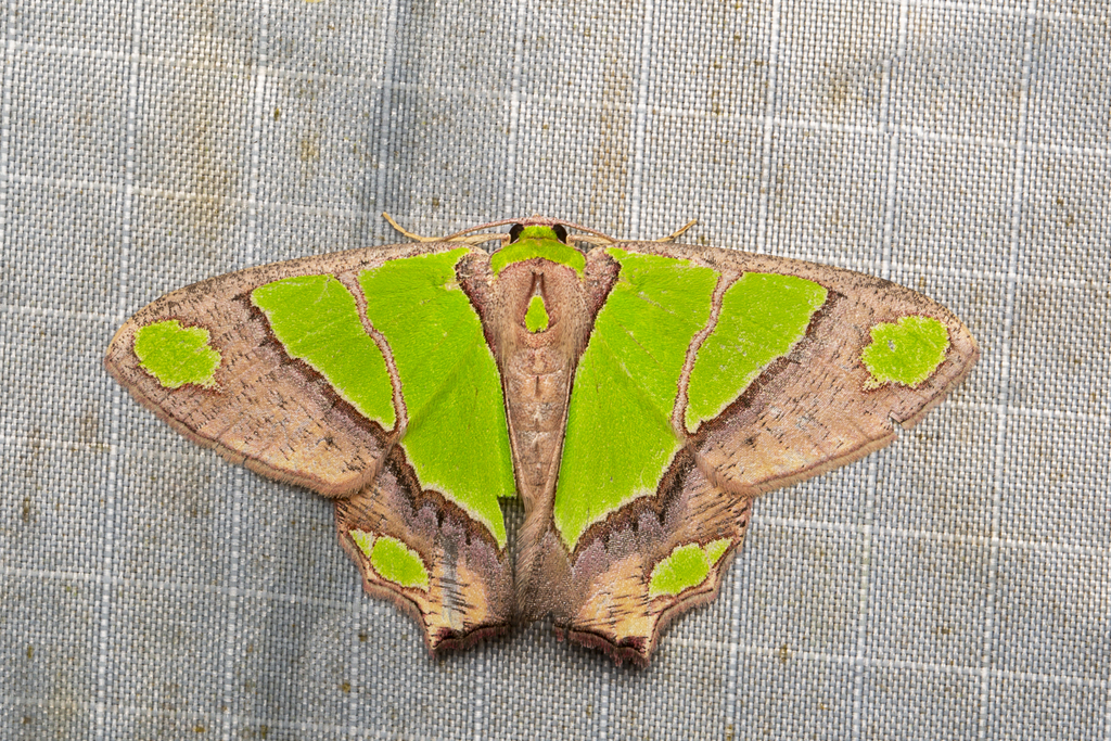 Agathia largita