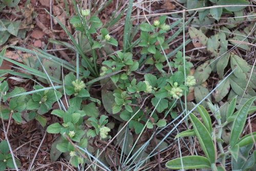 Image of Acanthospermum australe by (c) Tony Rebelo, some rights reserved (CC BY-SA)