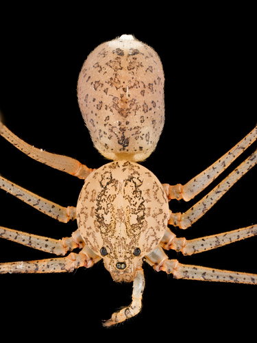 Scytodes atlacoya