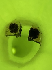 Exyra semicrocea