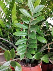 Zamioculcas