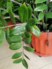 Zamioculcas
