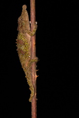 Rosette-Nosed Pygmy Chameleon photo 3