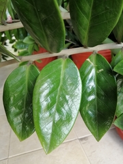 Zamioculcas