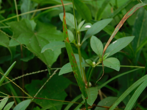 Image of Digitaria violascens by (c) Ganjar Cahyadi, some rights reserved (CC BY)