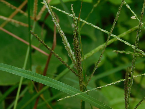 Image of Digitaria violascens by (c) Ganjar Cahyadi, some rights reserved (CC BY)