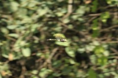 Phyllomacromia contumax