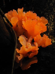 Guepinia