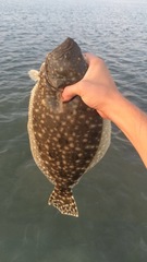 Paralichthys lethostigma