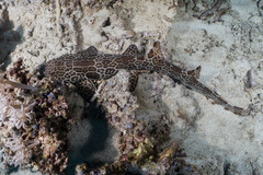 Michael's Epaulette Shark photo 3