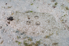 Ocellated Flounder photo 2