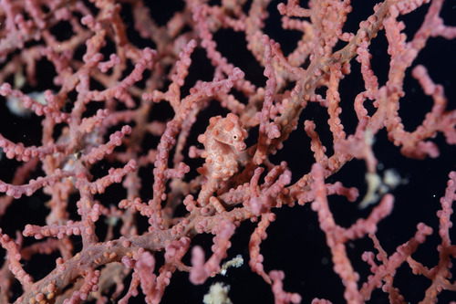 Pygmy Seahorse