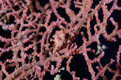 Pygmy Seahorse