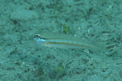 Mud Goby photo 3